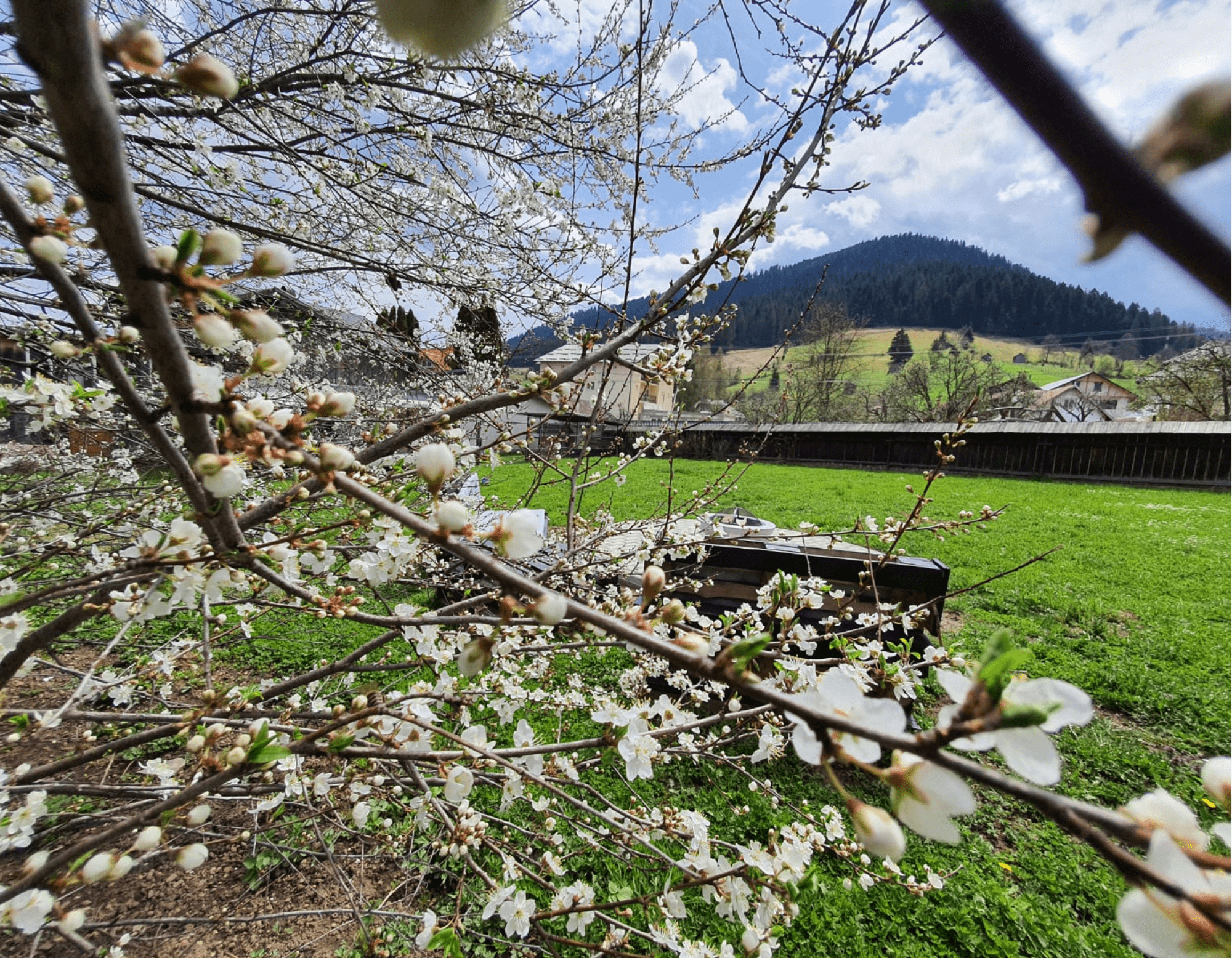 La cuib - gradina verde
